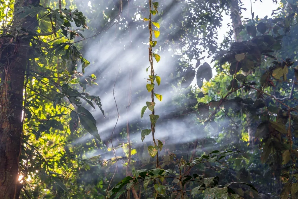 Sunbeams piercing mist through the dense green foliage of the Amazon rainforest