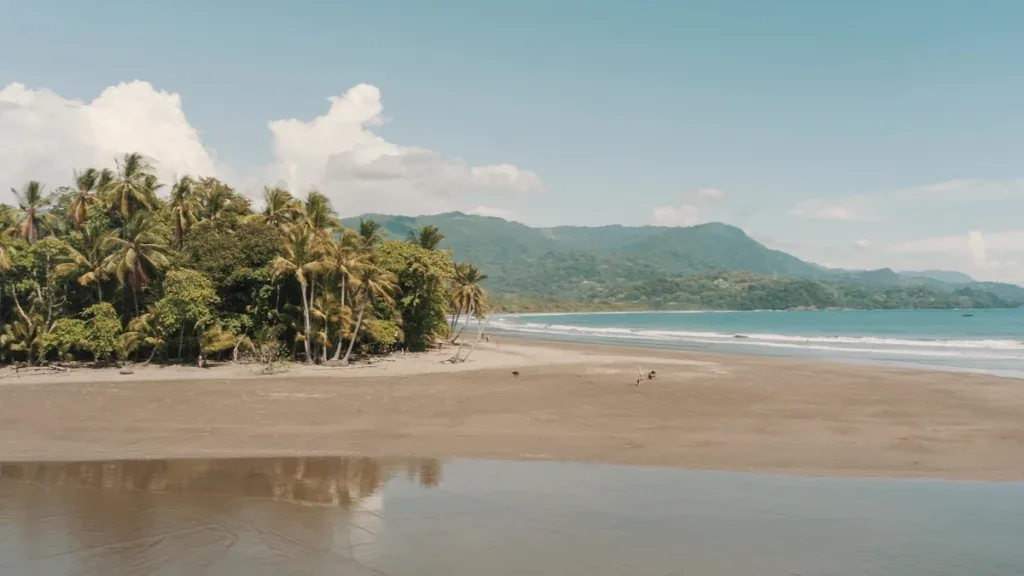 A palm-fringed tropical beach with calm surf reflecting on wet sand, forested hills behind