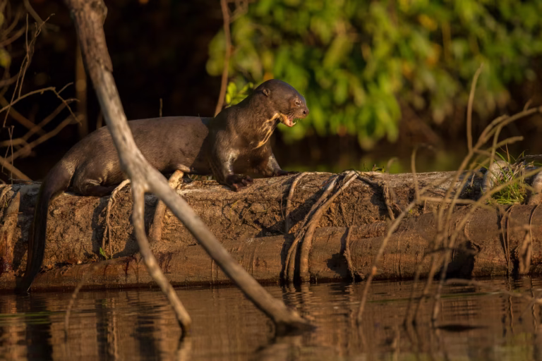 Loutre géante du fleuve en Amazonie, Brésil