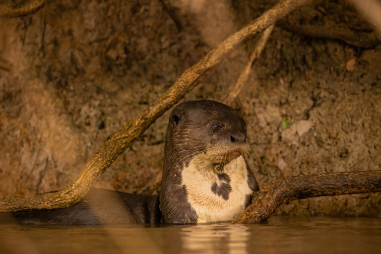 Nutria gigante de río en el Amazonas, Brasil
