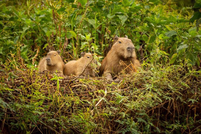 Kapibara Pantanal, Brasil