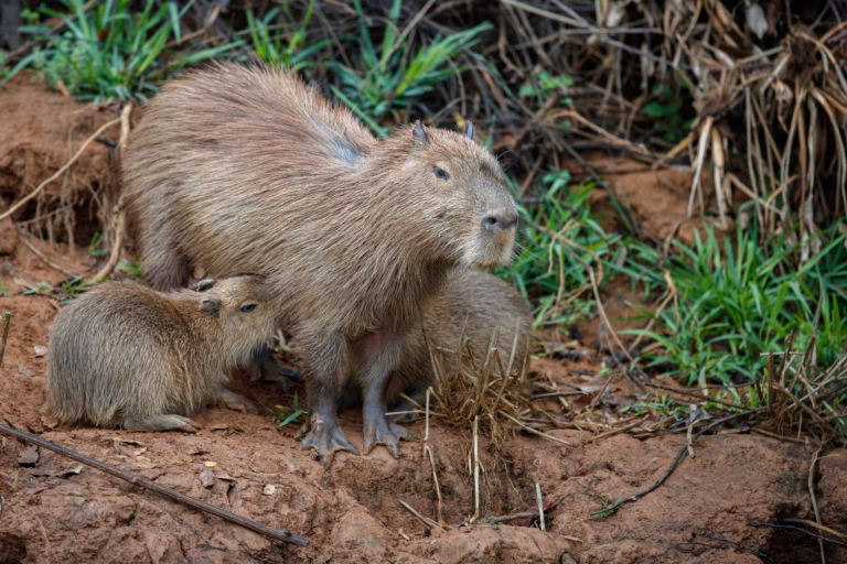 Capybara ở Pantanal, Brazil