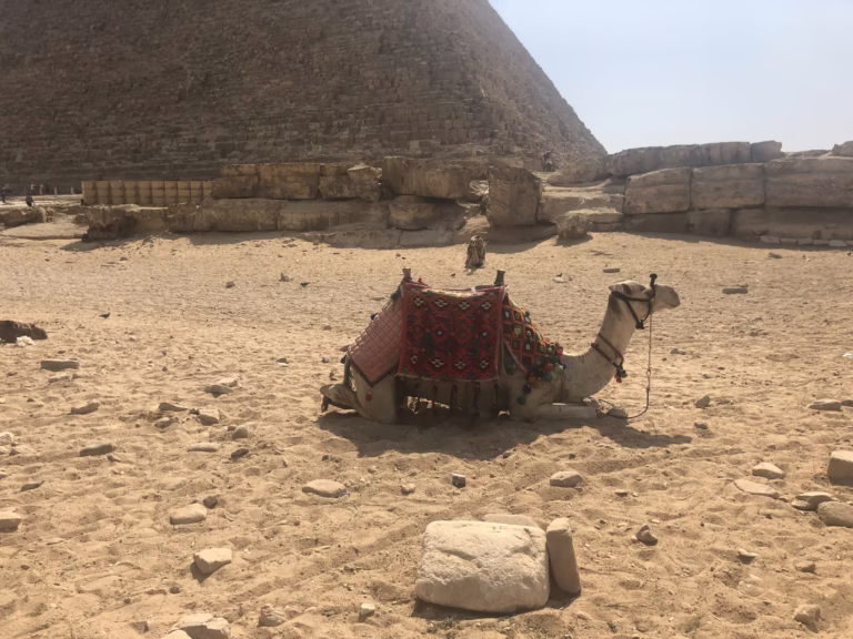 Kamel bei den Pyramiden von Gizeh, Ägypten