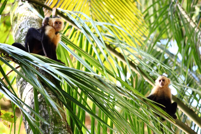 Famille de singes capucins dans les palmiers, Costa Rica