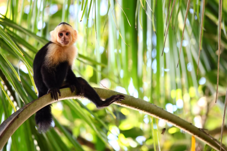 Mono capuchino en una rama de palmera, Costa Rica