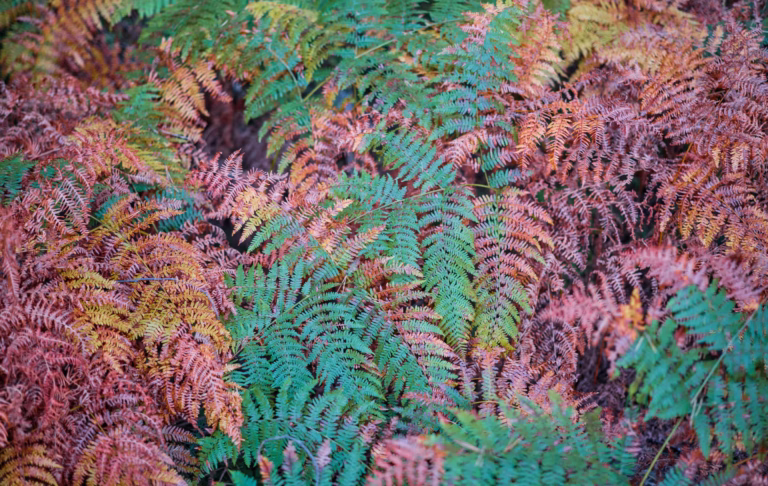 Fern leaves in native bush forest, New Zealand