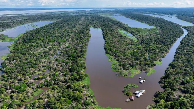 Amazon rainforest in Amazonas, Brazil