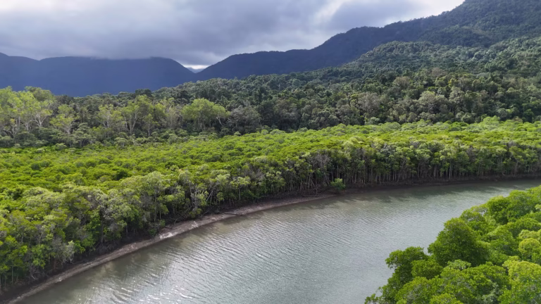Vista aérea de um rio de mangue, Brasil