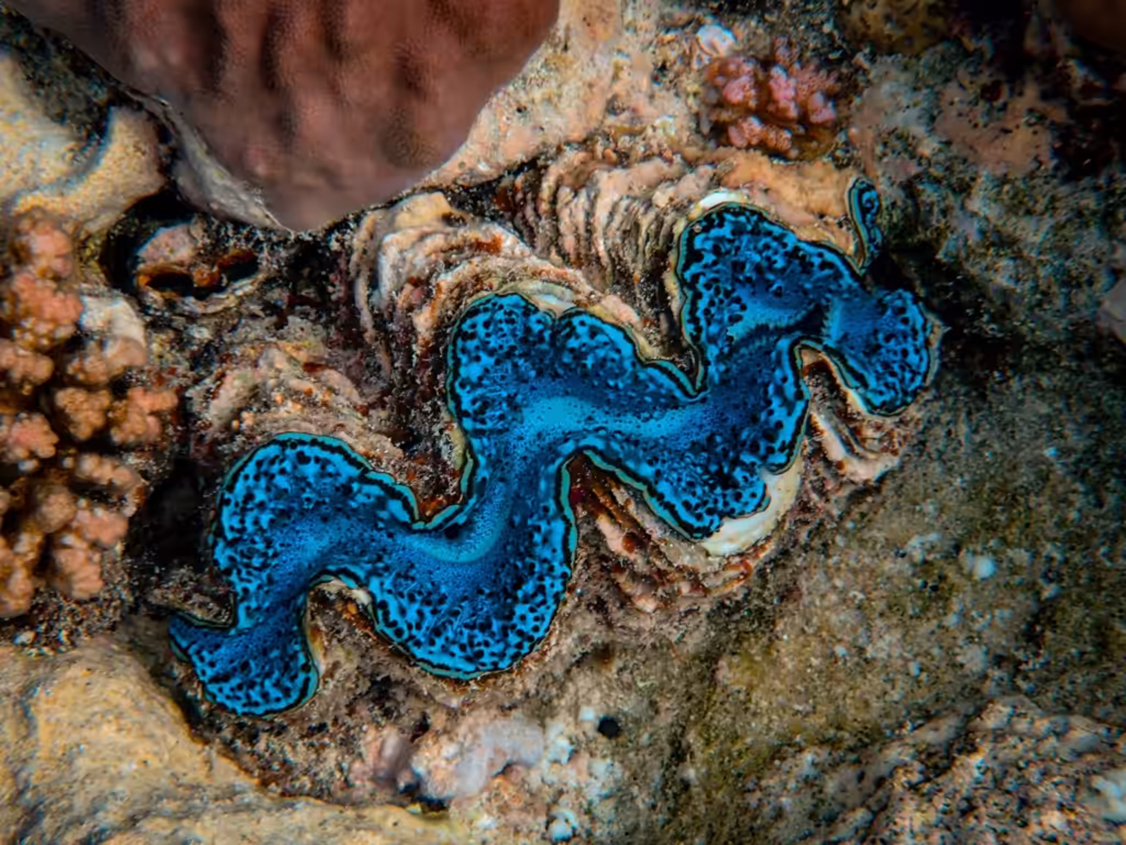 Blaue Koralle am Meeresboden, Rotes Meer