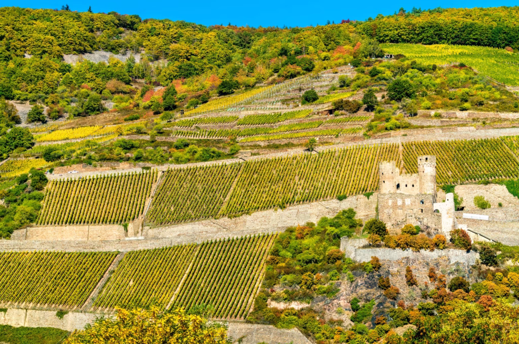 Weinberge im Rheintal unterhalb der Ruine Ehrenfels, Deutschland